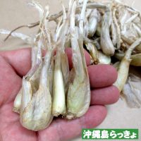 [317]おススメ栽培用種球「沖縄 島らっきょ」※秋植え | 感動の園芸・儲かる農業